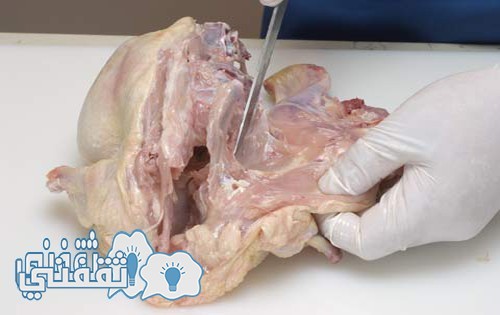 بالفيديو | أسهل وأسرع طريقة نزع العظام من الدجاجة وخليها في المنزل