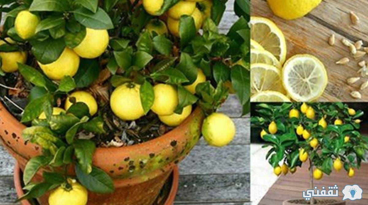 وداعاً لغلاء الأسعار أسهل طريقة لزراعة الليمون في المنزل بالخطوات