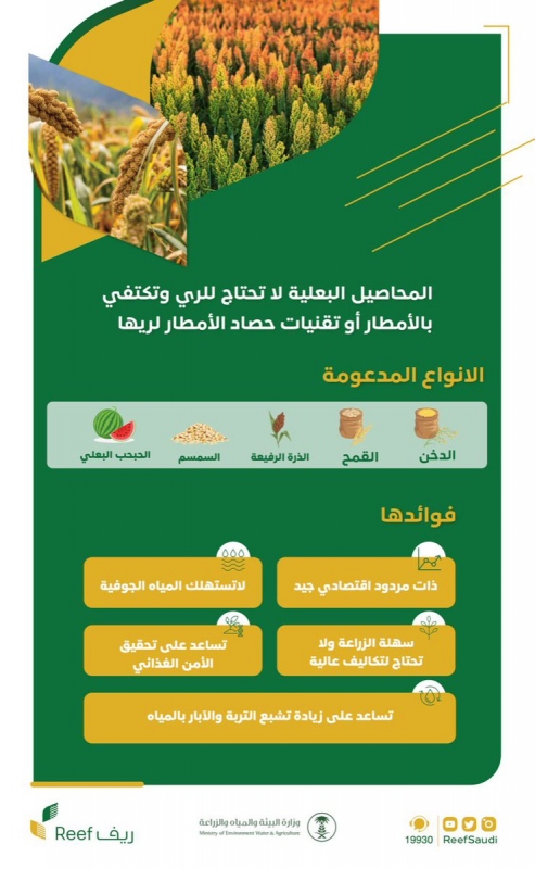 المحاصيل البعلية المدعومة في برنامج ريف