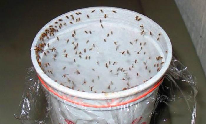 الحل النهائي هيخلصك من الناموس والنمل والهاموش والحشرات نهائيا إليكي هذه الحيلة السريعه