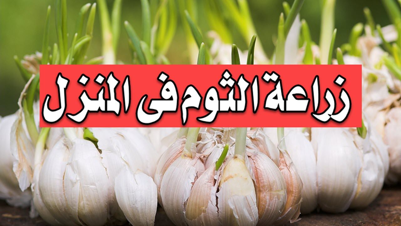 أسرع طريقة لزراعة الثوم في المنزل