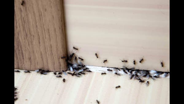 بيت نضيف .. وصفات التخلص من النمل في أسرع وقت بدون ضرر لأطفالك عند استخدامك للمبيدات الحشرية