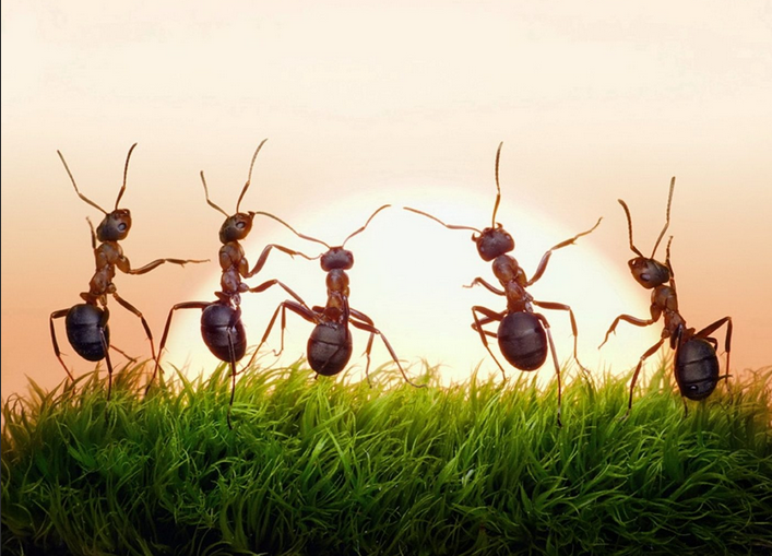 رشيه في الأركان وتخلصي من النمل نهائياً بمواد طبيعية 100% وبدون عود نهائياً