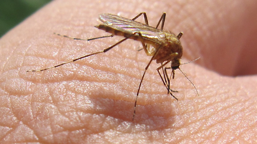 Комар самец. Кровососущие комары самцы. Самка комара. Самки комаров. Самец комара.