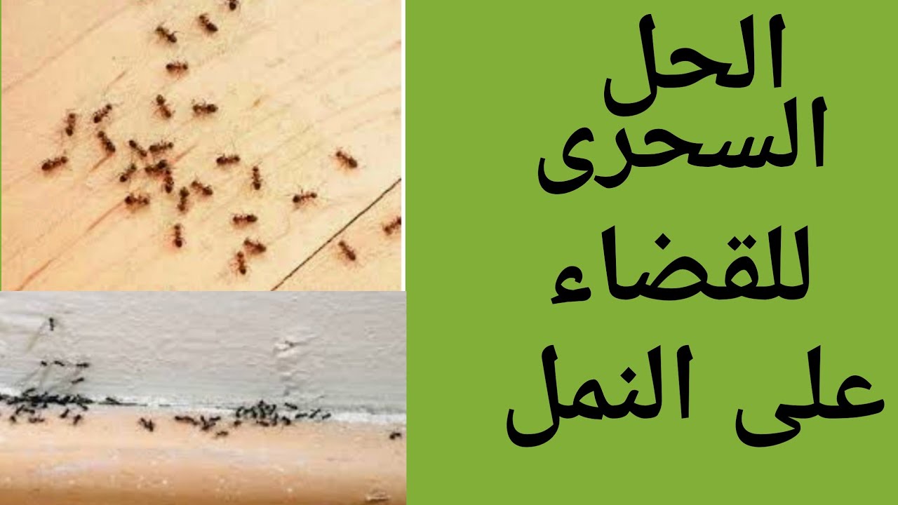النمل يهددك؟ .. حيلة سحرية للتخلص من النمل والحشرات الزاحفة في البيت ولا داعي للمبيدات الحشرية بعد اليوم