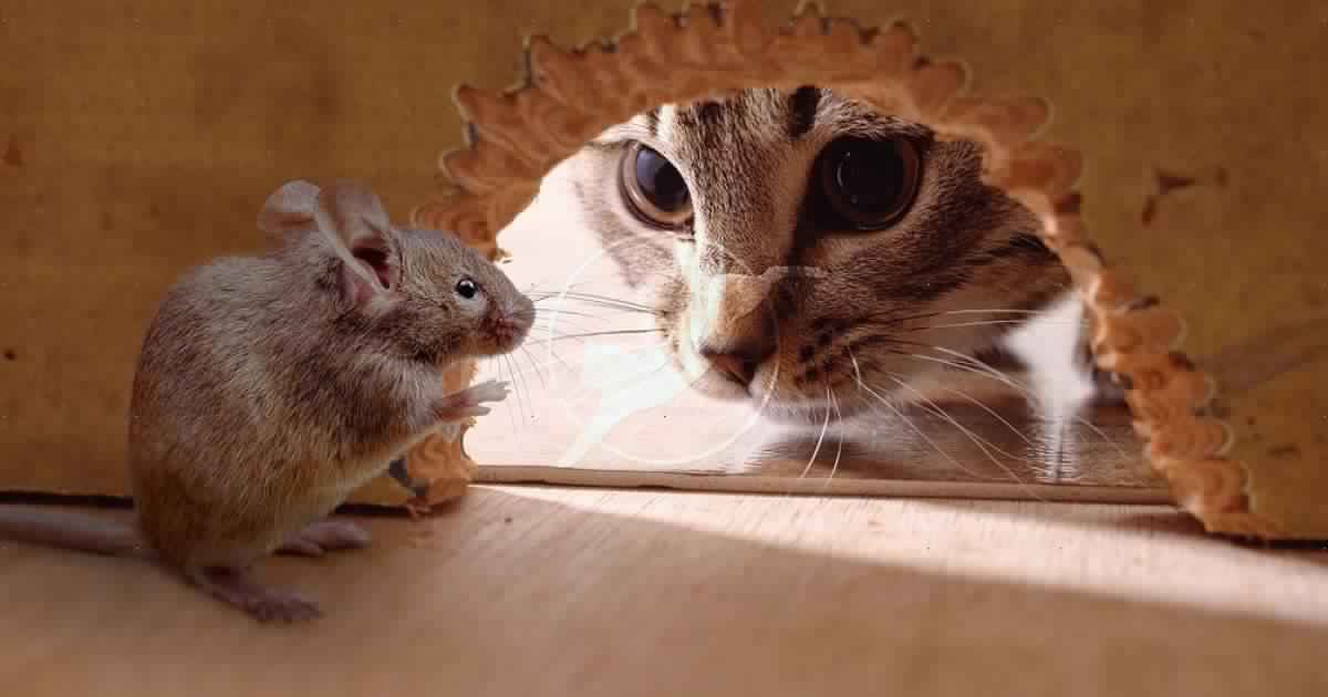 التخلص من الفئران والجرذان بأسهل طريقة، مكونات طبيعية تمامًا وفعالة جدًا في طرد الفئران وتخليص المنزل منها بلا رجعة