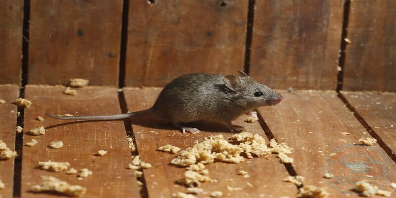 لن تدخل منزلك مره اخرى اسرع طريقة لطرد الفئران من البيت بدون عودة بوصفة منزلية سريعة