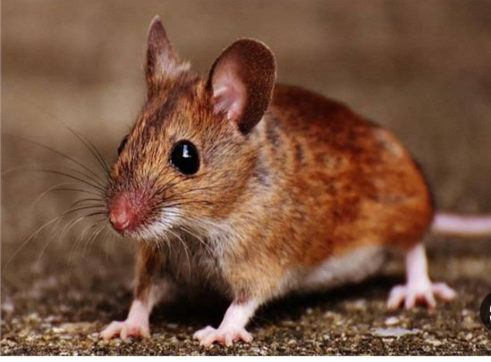 كيفية القضاء على الفئران نهائيا والتخلص منها بدون اي مواد كيميائية