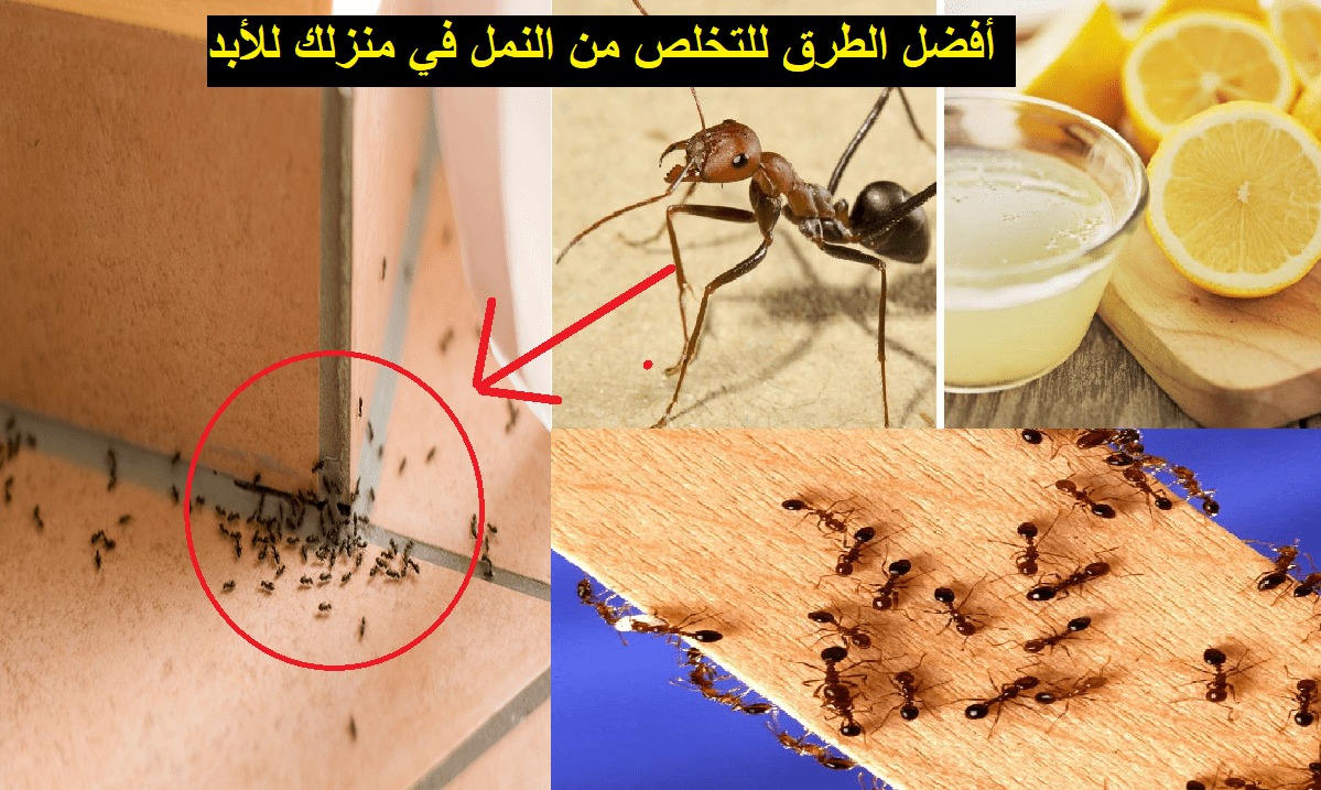 أقوي من اي مبيد للقضاء على النمل والصراصير والحشرات نهائيا من المنزل هتختفي في ثواني من بيتك تماما