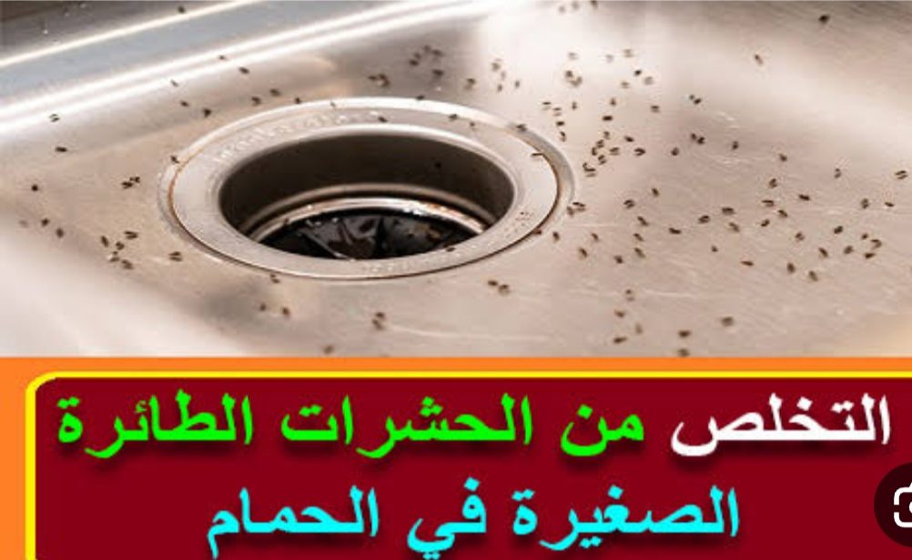 “وداعاً للحشرات” طريقة تنظيف الحمام من الحشرات وتنظيفه وتعقيمه بمكونات طبيعية وبدون مواد ضارة