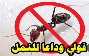 اقوى من المبيد الحشري.. طريقة طرد النمل نهائيا من المنزل والتخلص من جميع الحشرات