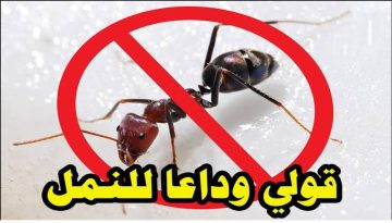 اقضي عليهم.. طريقة طرد النمل نهائيا من المنزل بدون استخدام أي مواد كيميائية ضارة أو مبيد حشري