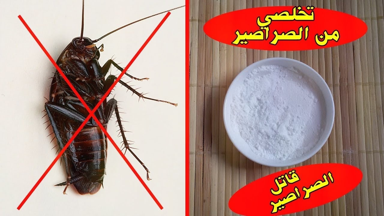 طريقة مذهلة وفعالة 100% التخلص من النمل والناموس والصراصير في دقيقة واحدة فقط وبدون أي مواد كيميائية
