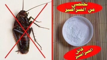 الحل النهائي للقضاء علي الناموس والصراصير والهاموش دون تكاليف تخلصي من حشرات الصيف