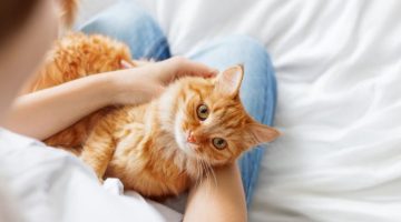 ما هي سلبيات تربية القطط؟