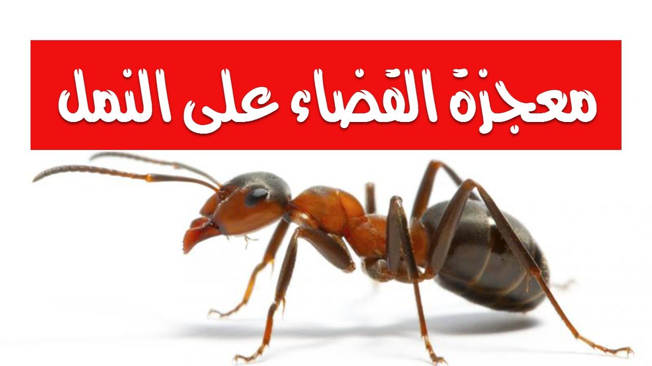 لو عندك حشرات في بيتك تعالي اقولك على طريقة التخلص من الصراصير والنمل نهائيا بدون اي مواد كيميائية