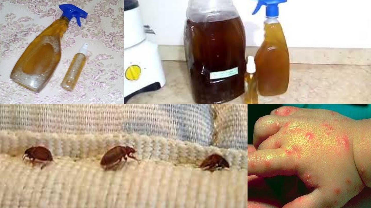 “طهري بيتك” وصفة القضاء على البق والنمل بدون مبيدات حشرية لصحة أسرتك
