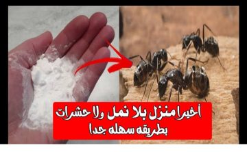 اقضي عليهم بدون مبيد.. طريقة طرد النمل نهائيا من المنزل بدون استخدام أي مواد كيميائية ضارة