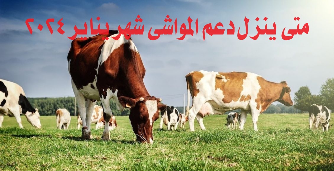 موعد صرف دعم المواشي