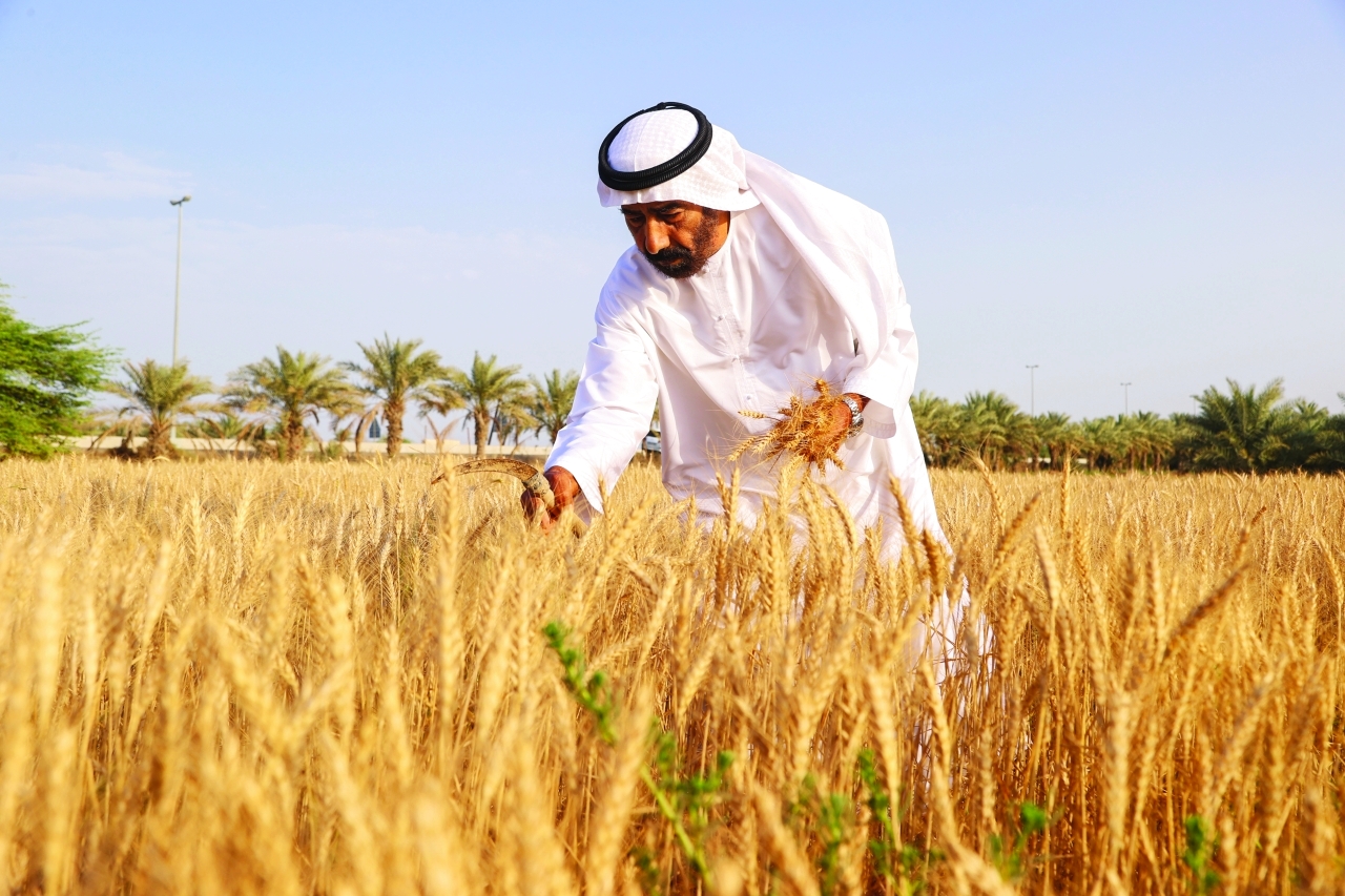 تعرف علي شروط الحصول علي رخصة زراعة القمح في المملكة السعودية 1445